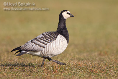 Barnacle Goose