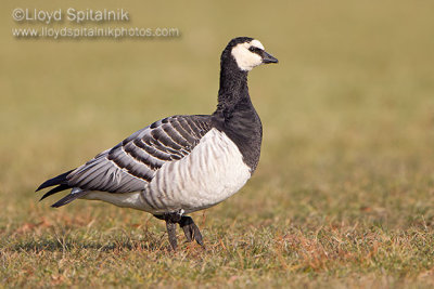 Barnacle Goose