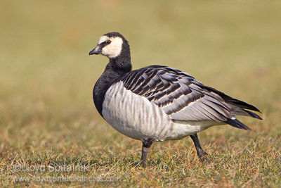Barnacle Goose