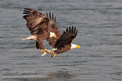 Bald Eagle
