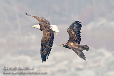 Bald Eagle