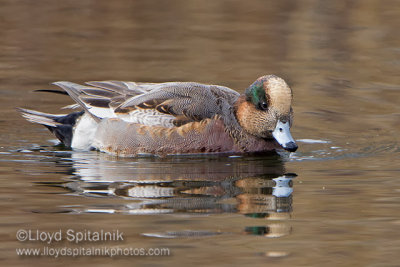 Eurasian Wigeon x American Wigeon Hybrid