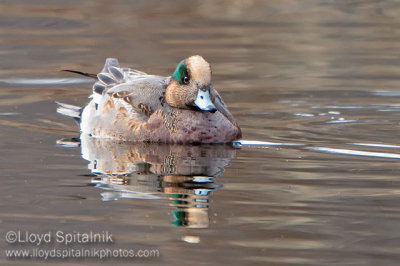 Eurasian Wigeon x American Wigeon Hybrid