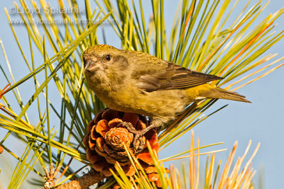 Red Crossbill (female)