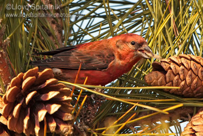 Red Crossbill