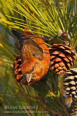 Red Crossbill (male)