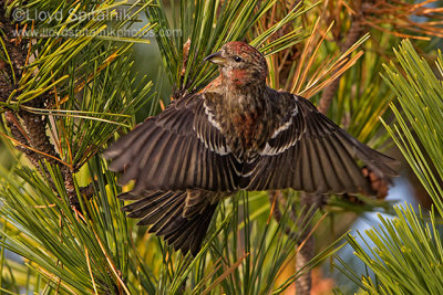 White-winged Crossbill (1st yr male)