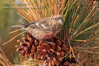 White-winged Crossbill (1st year male)