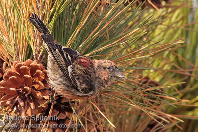 White-winged Crossbill