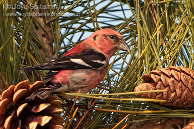 White-winged Crossbill