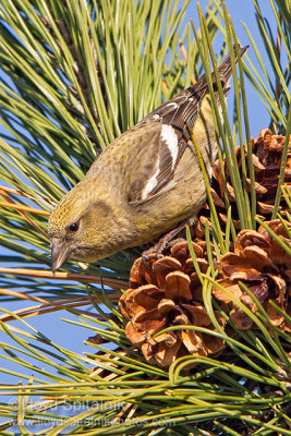 White-winged Crossbill 