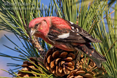 White-winged Crossbill