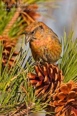 White-winged Crossbill (1st yr male)