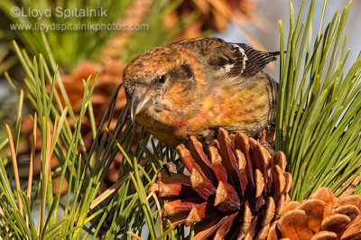 White-winged Crossbill (immature male)