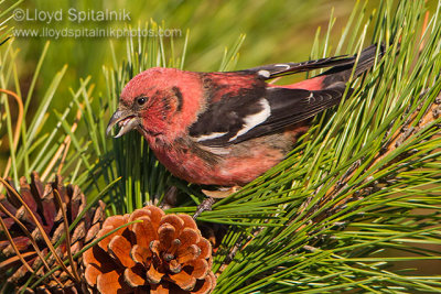 White-winged Crossbill (male)