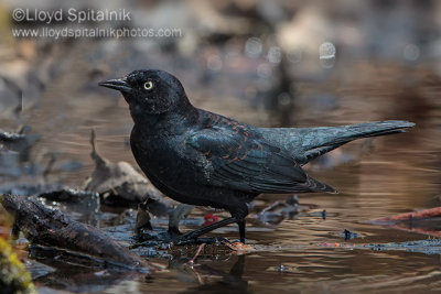 Rusty Blackbird