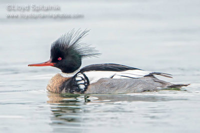 Red-breasted Merganser