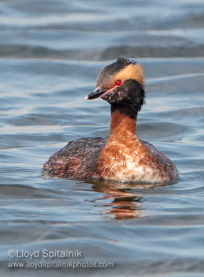 Horned Grebe