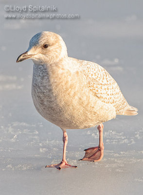 Iceland Gull