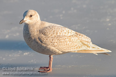 Iceland Gull (juvenile)