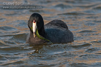 American Coot