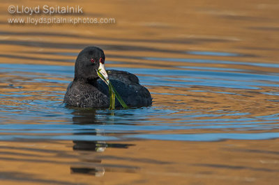 American Coot