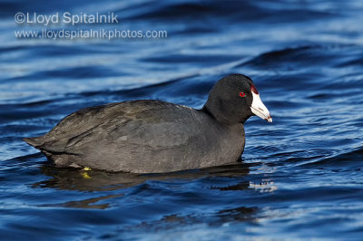 American Coot
