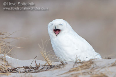 Snowy Owl