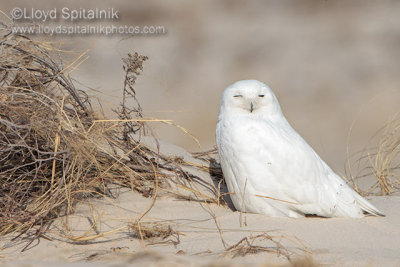 Snowy Owl