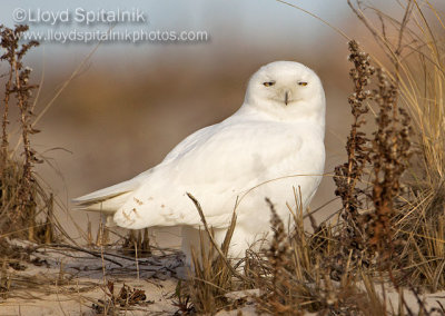 Snowy Owl