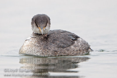 Red-necked Grebe