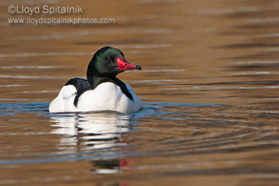 Common Merganser