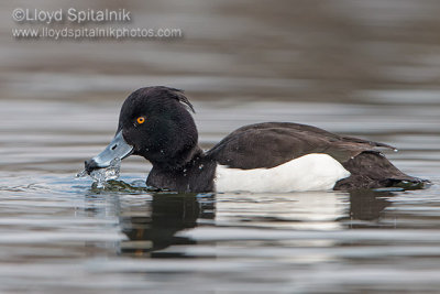 Tufted Duck