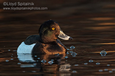 Tufted Duck