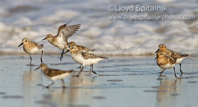 Sanderling