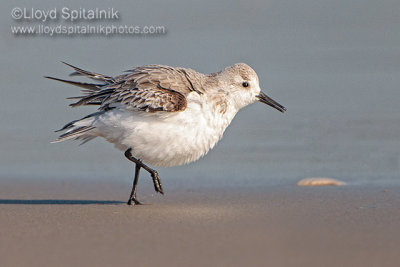 Sanderling