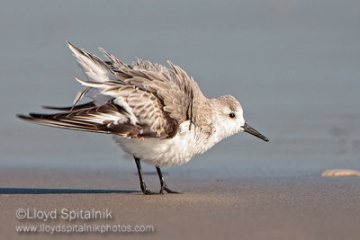 Sanderling