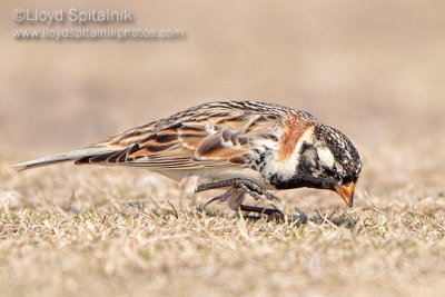 Lapland Longspur