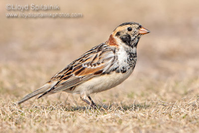 Lapland Longspur