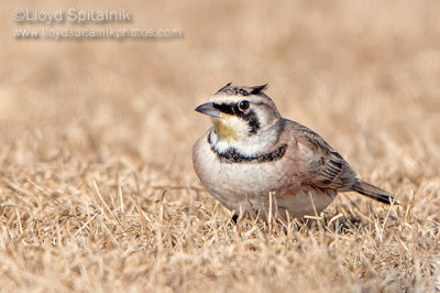 Horned Lark