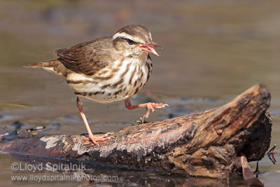 Louisiana Waterthrush