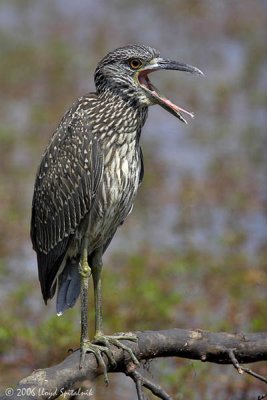 Yellow-crowned Night-Heron (juv)