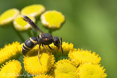  Mason Wasp (female)