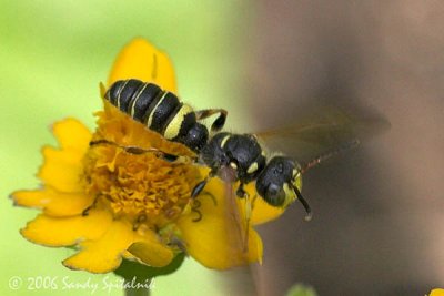 Weevil-wasp