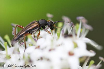  Flower Longhorned Beetle