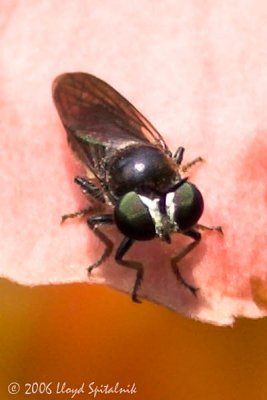 Robber Fly