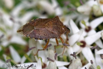 Stink Bug
