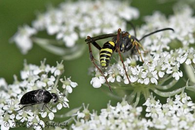Tumbling Flower Beetle and Spider Wasp (male)