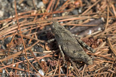 Carolina Grasshopper  (nymph)