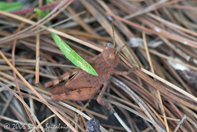 Boll's Grasshopper  (nymph)